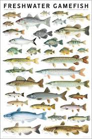 Game-Fishing-Tackle The Clovii's Extravaganza!!!